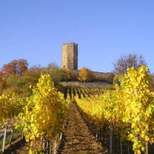 Blick auf die Burg Steinsberg und die Weinberge