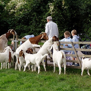 Beliebte Streichelobjekte: Die Ziegen im Bauernhof