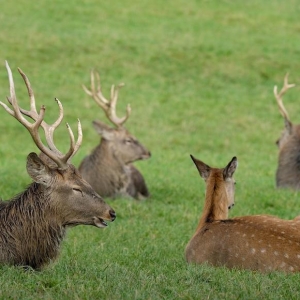 Flugschau der Eventfalknerei im Wildpark Müden