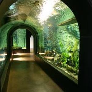 Glasröhre Aquarium