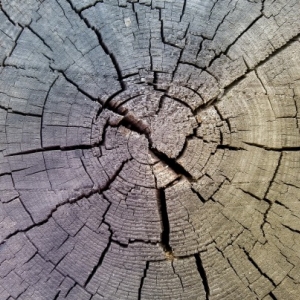 Symbolfoto Erlebniswelt Naturstoff Holz  in Baruth