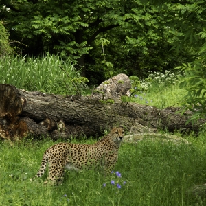 Faszinierende Tierwelten im Zoo Köln