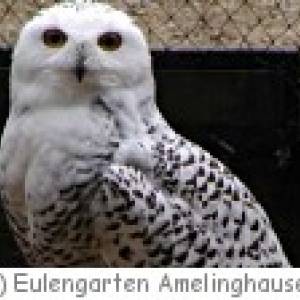 Eulengarten Amelinghausen