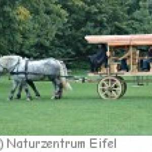 Römischer Reisewagen im Naturzentrum Eifel