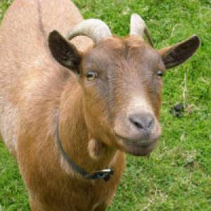 Ziege Bianka auf der Jugendfarm Nordenham