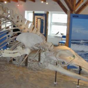 Skelett eines Zwergwals im Nationalpark-Haus Juist