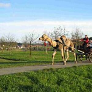 Kamel-Kutschfahrten in Ebhausen-Rotfelden