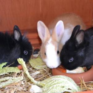 Drei Kaninchen beim Fressen