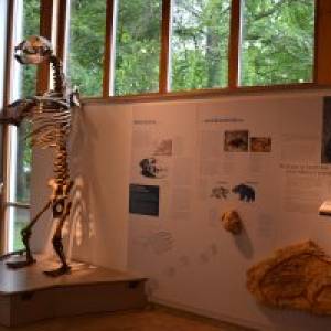 Bärenskelett Höhlenkundliches Museum Laichingen