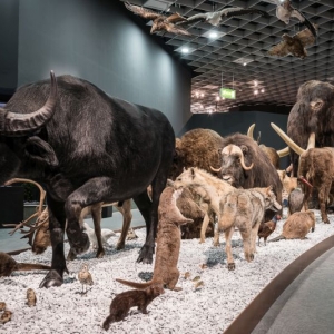 lwl naturkunde museum muenster ausflugstipp mamilade