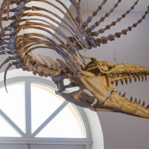 (c) Museum Mensch und Natur München museum mensch natur muenchen ausflugstipp mamilade, dino museum muenchen