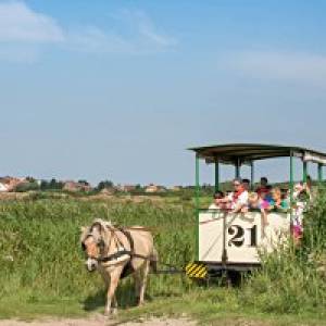 Museumspferdebahn auf der Insel Spiekeroog 