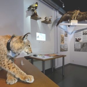 naturkunde museum stadt bielefeld ausflugstipp mamilade