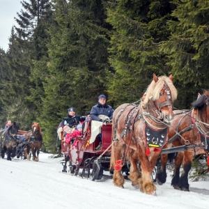 Pferdeschlittenfahrt auf den Rennsteig von und nach Oberhof(
