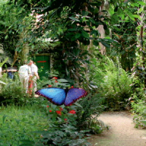 Schmetterlingspark in Uslar