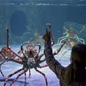 Kindergeburtstag im Sea Life Timmendorfer Strand