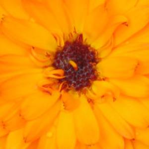 Calendula in Orange