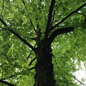 Rundweg der sprechenden Bäume in Bremervörde