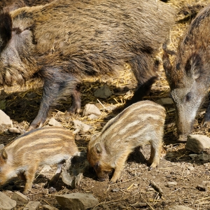 nordmanns wildpark stangerode ausflugstipp mamilade