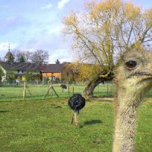 Straußenfarm am Bolzenteich