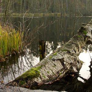 Wald und Wassererlebnispfad Menz brandenburg ausflugstipp mamilade