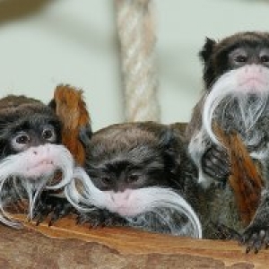 (c) Wilhelma Zoologisch-Botanischer Garten Stuttgart (c) Wilhelma Zoologisch-Botanischer Garten Stuttgart