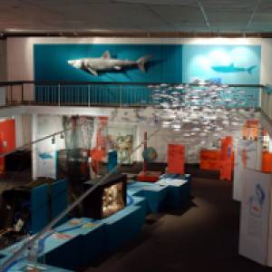 Einblick in die Sonderausstellung "Mensch, Fisch!"  im Landesmuseum Natur und Mensch in Oldenburg
