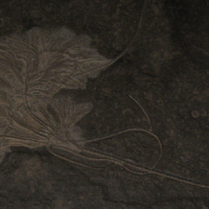 Versteinerte Seelilie - NatUrmuseum Bad Sachsa (c) alex grom