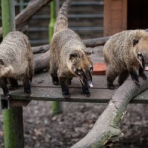 Kobelt-Zoo Frankfurt