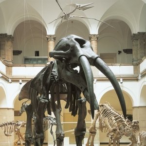palaeontologisches museum muenchen ausflugstipp mamilade