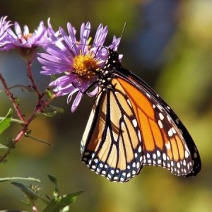 Symbolfoto Garten der Schmetterlinge