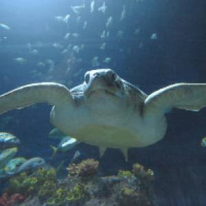 Meeresschildkröte (c) SEA LIFE Hannover