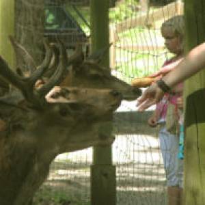 Wildpark Donsbach