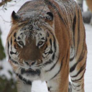Tiger im Schnee - Zoo Braunschweig