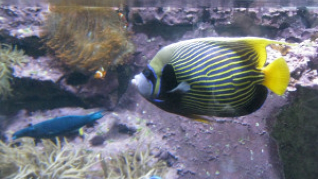 Karibischer Fisch im Aquarium