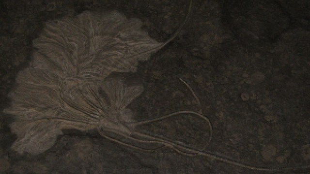 Versteinerte Seelilie - NatUrmuseum Bad Sachsa (c) alex grom