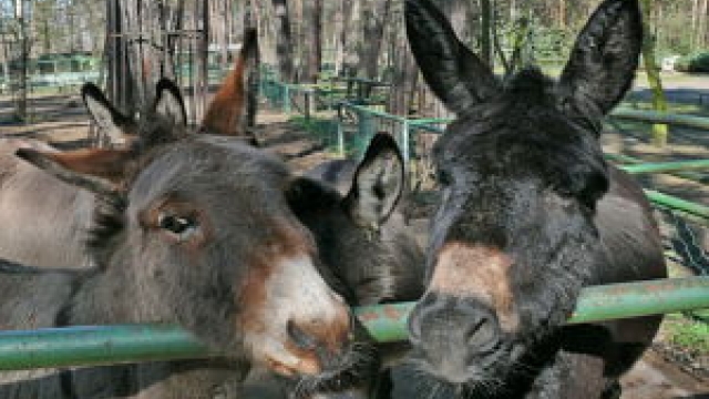 © Förderverein des Tiergeheges Ehst. e. V. Tiergehege Eisenhüttenstadt