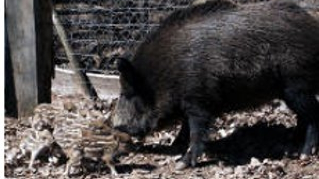 wildpark kaiserslautern kostenlos ausflugstipp mamilade