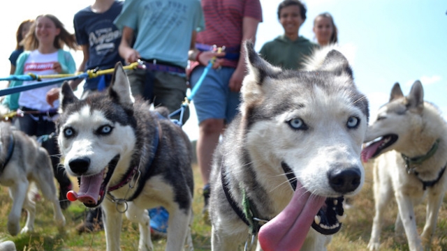Geburtstag mit Huskys