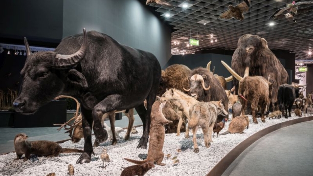 lwl naturkunde museum muenster ausflugstipp mamilade