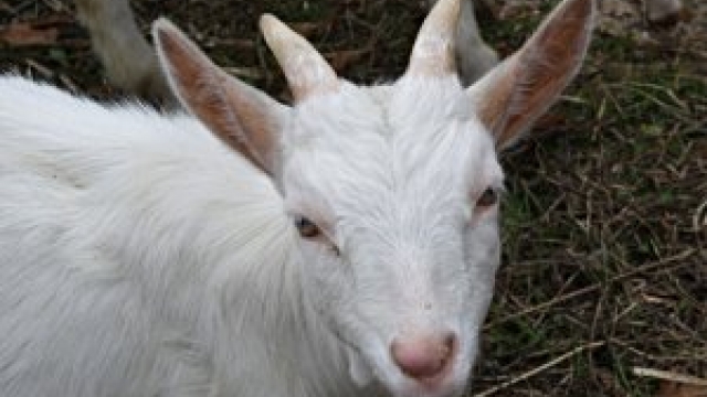Wildpark in Mainz Gonsenheim