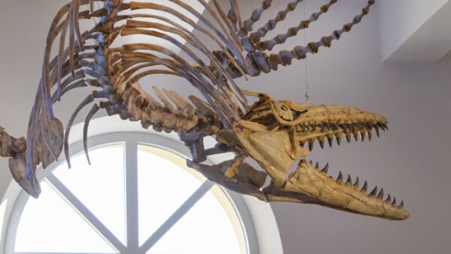 (c) Museum Mensch und Natur München museum mensch natur muenchen ausflugstipp mamilade, dino museum muenchen
