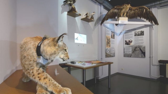 naturkunde museum stadt bielefeld ausflugstipp mamilade