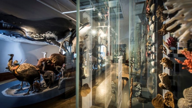 Museum für Naturkunde Magdeburg ausflugstipp mamilade