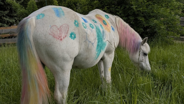 (c) Ponyhof Goseck