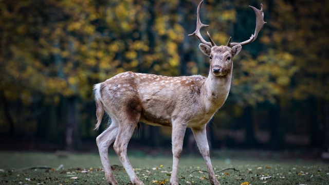 Wildgehege auf dem Kaltenbronn ausflugstipp mamilade