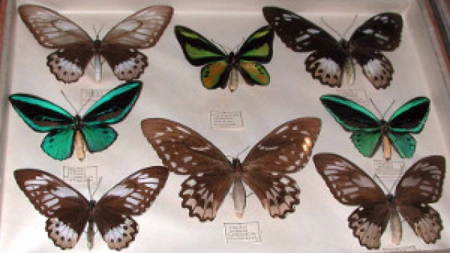 Tropische Schmetterling-Sammlung im Landschaftsmuseum Kulmbach