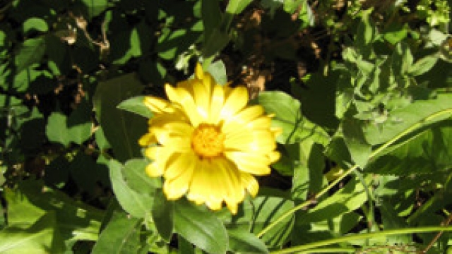 Gelbe Blume mit Grün