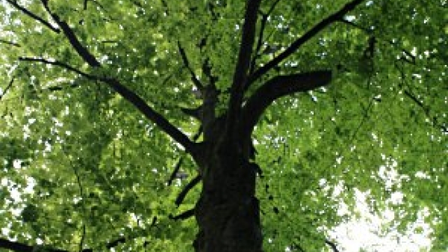 Rundweg der sprechenden Bäume in Bremervoerde ausflugstipp mamilade