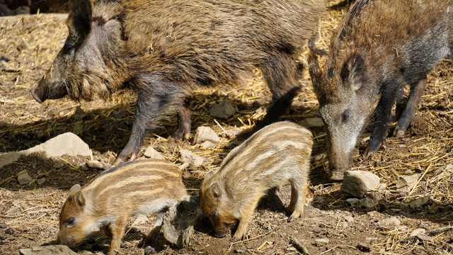 nordmanns wildpark stangerode ausflugstipp mamilade